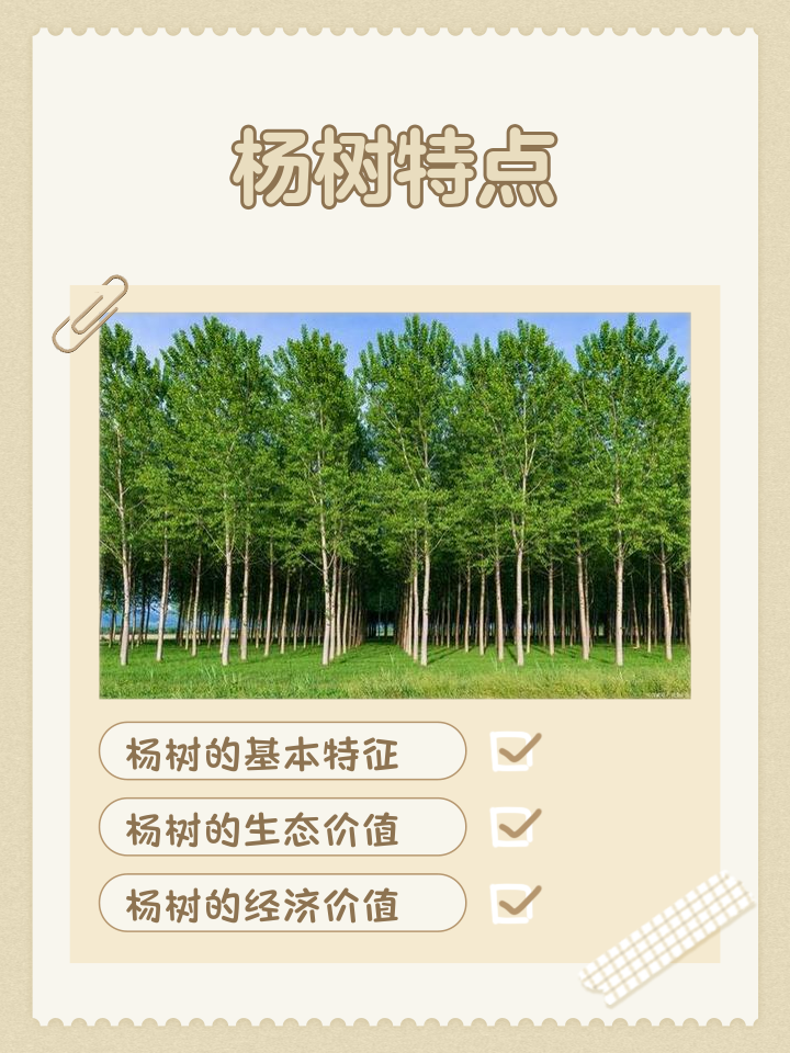 杨树如何能长得快长得粗