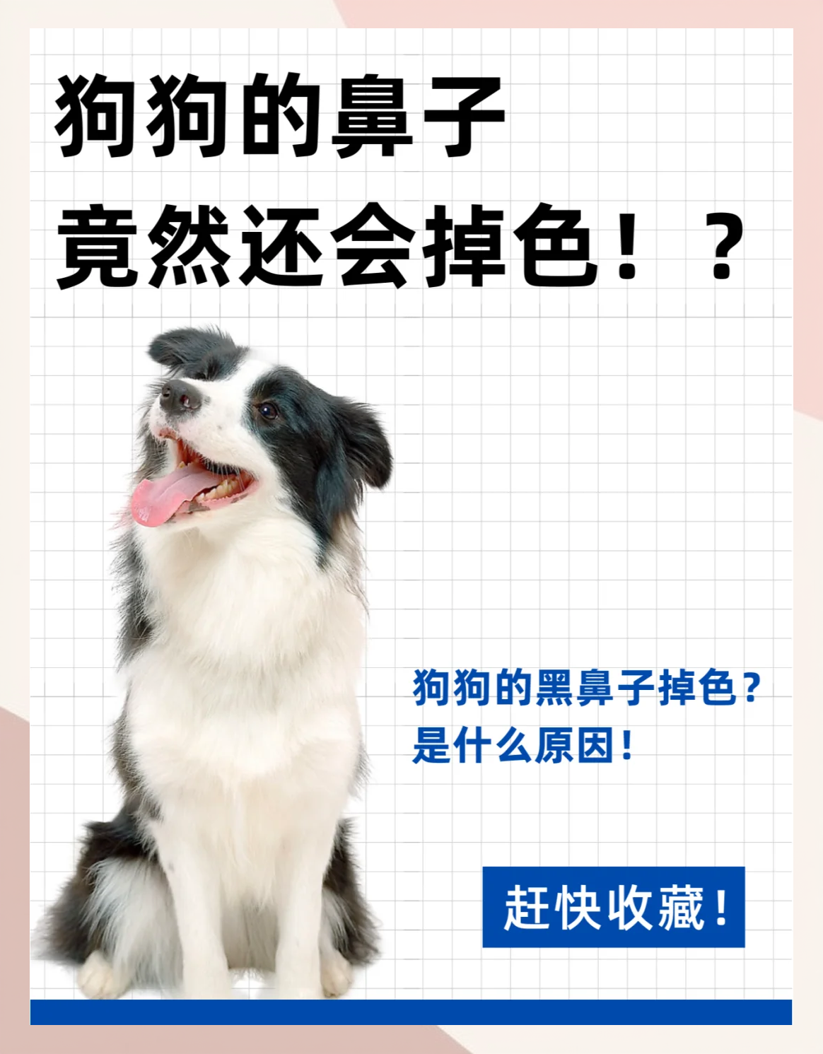 关于狗狗鼻子的一些小知识