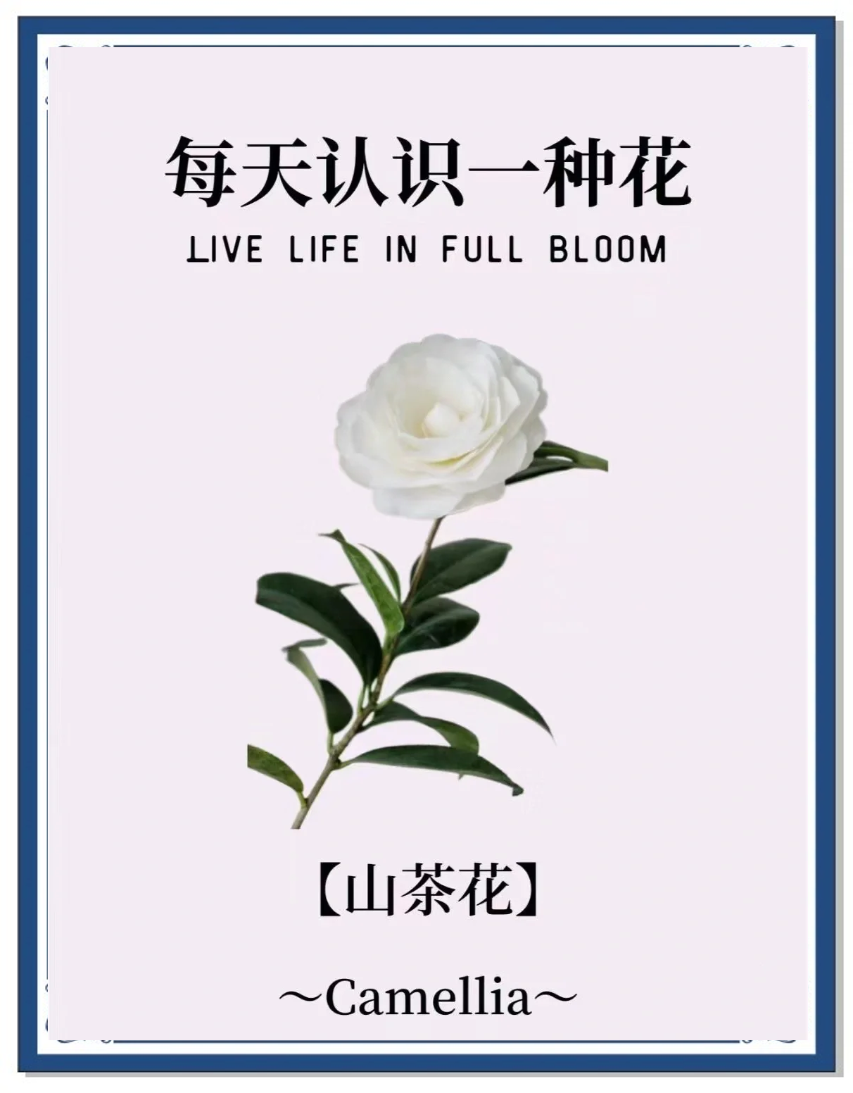 山茶花的花语和象征意义是什么