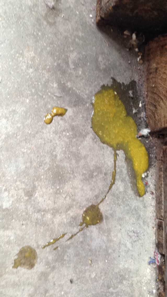 小狗有点拉稀但是精神很好
