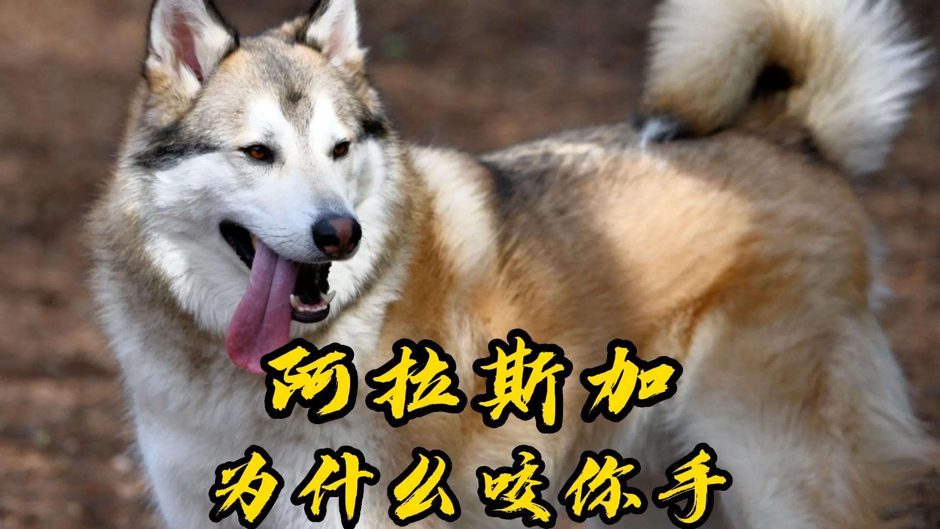 阿拉斯加想咬人有什么前兆