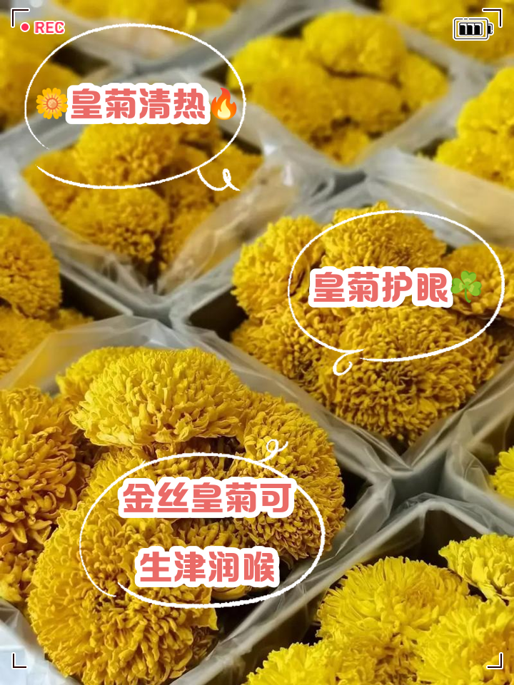 金丝皇菊的功效与作用点