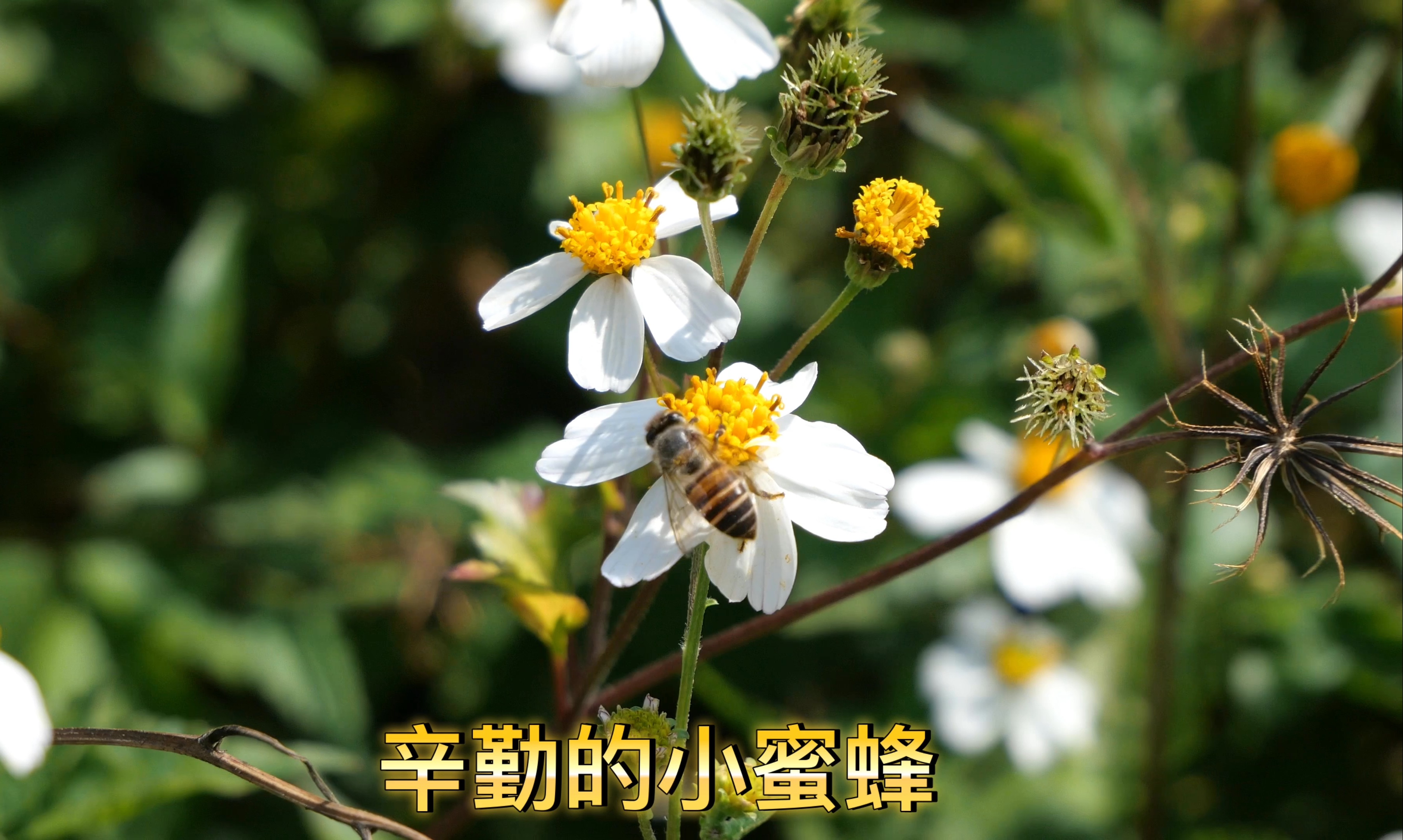 你知道蜜蜂是如何采蜜的吗