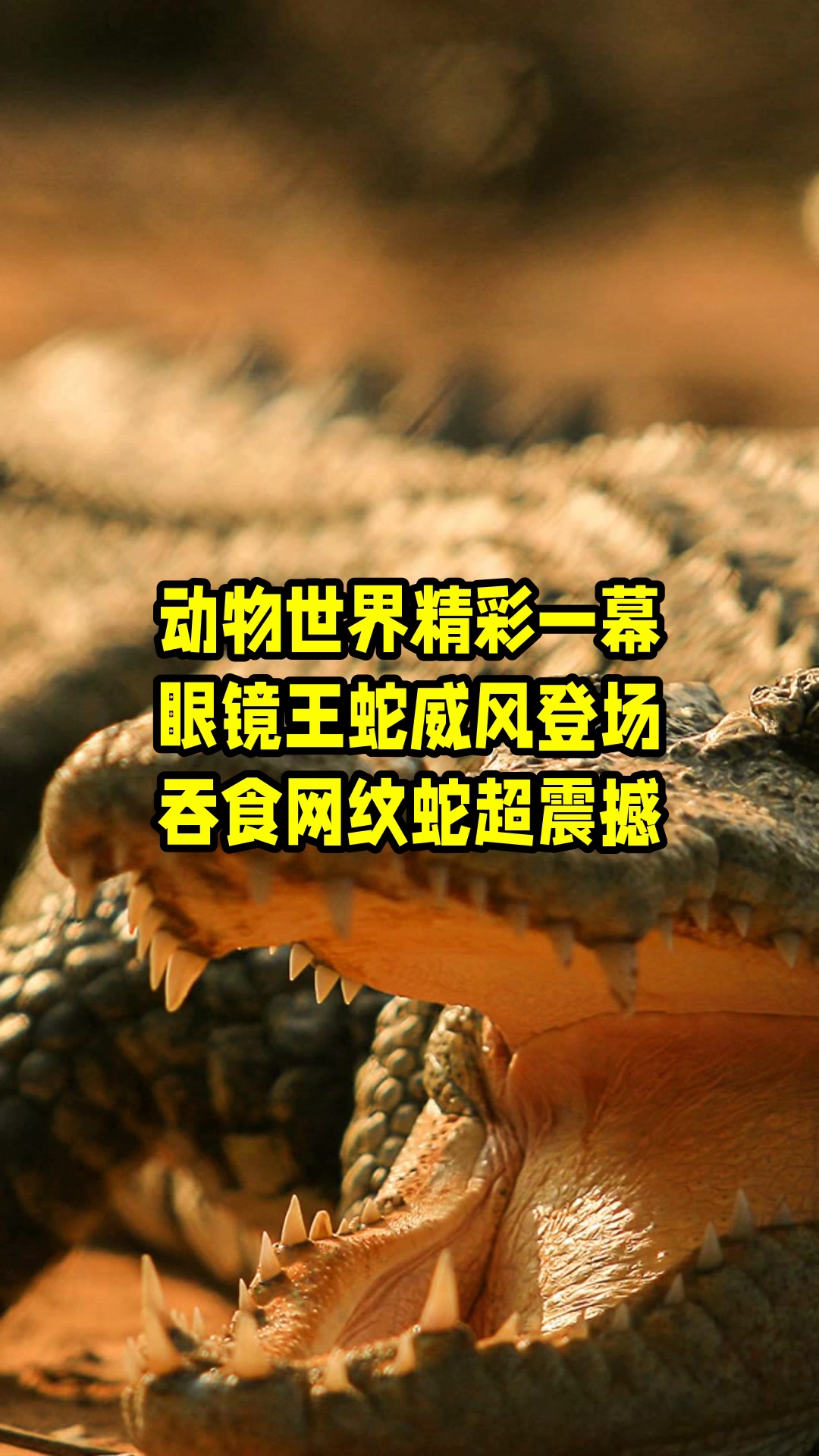 什么蛇可以吃掉眼镜王蛇