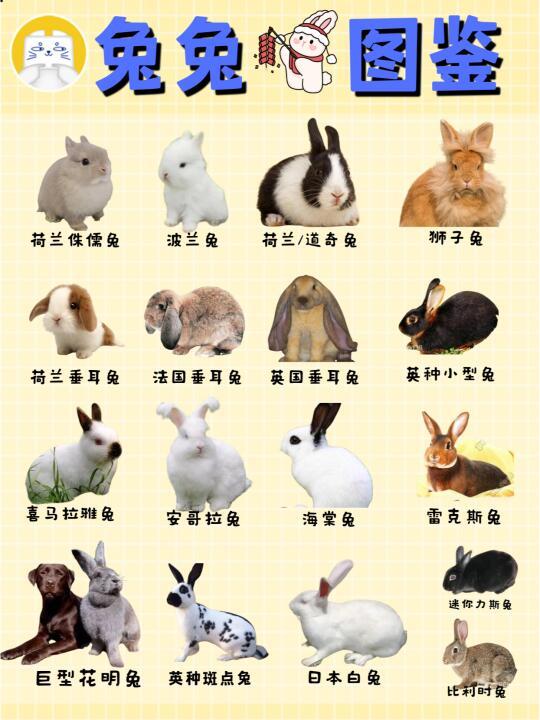 兔子不能养三年有什么说法