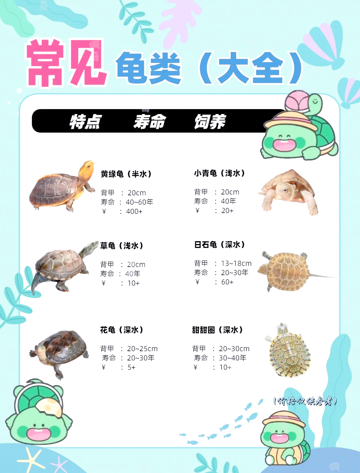 东部网目鸡龟能活多少年