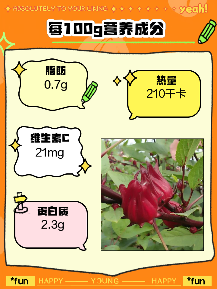 洛神花泡水喝竟有6个害处