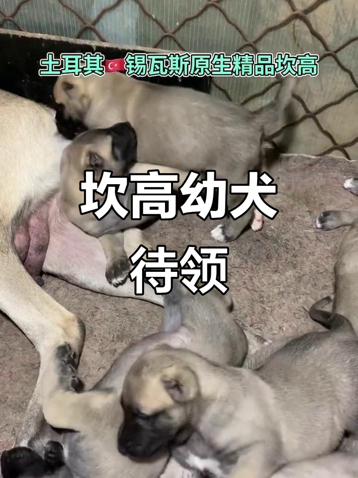 况曼语