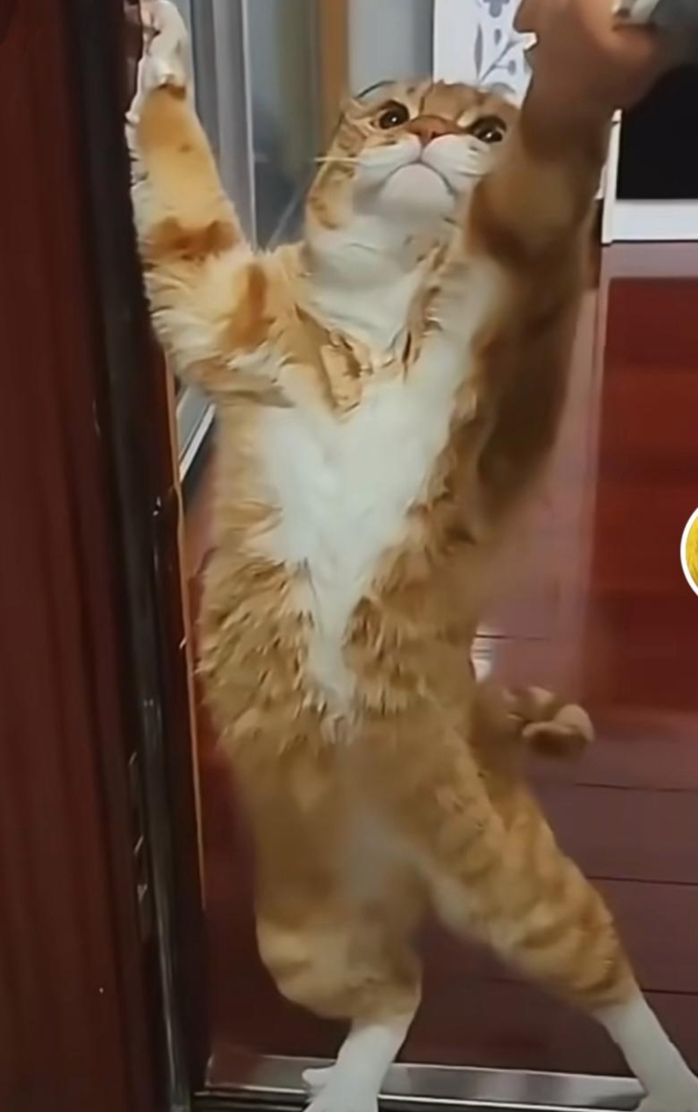 把猫使劲摔在地上会怎样
