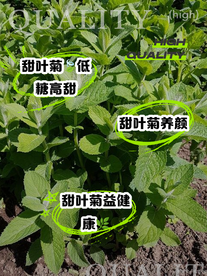 甜菊叶茶的功效与作用及禁忌