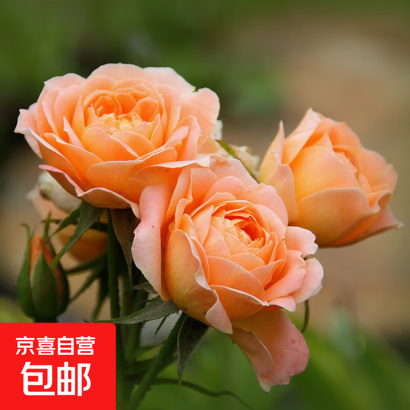 爬藤月季花甜梦的养殖方法