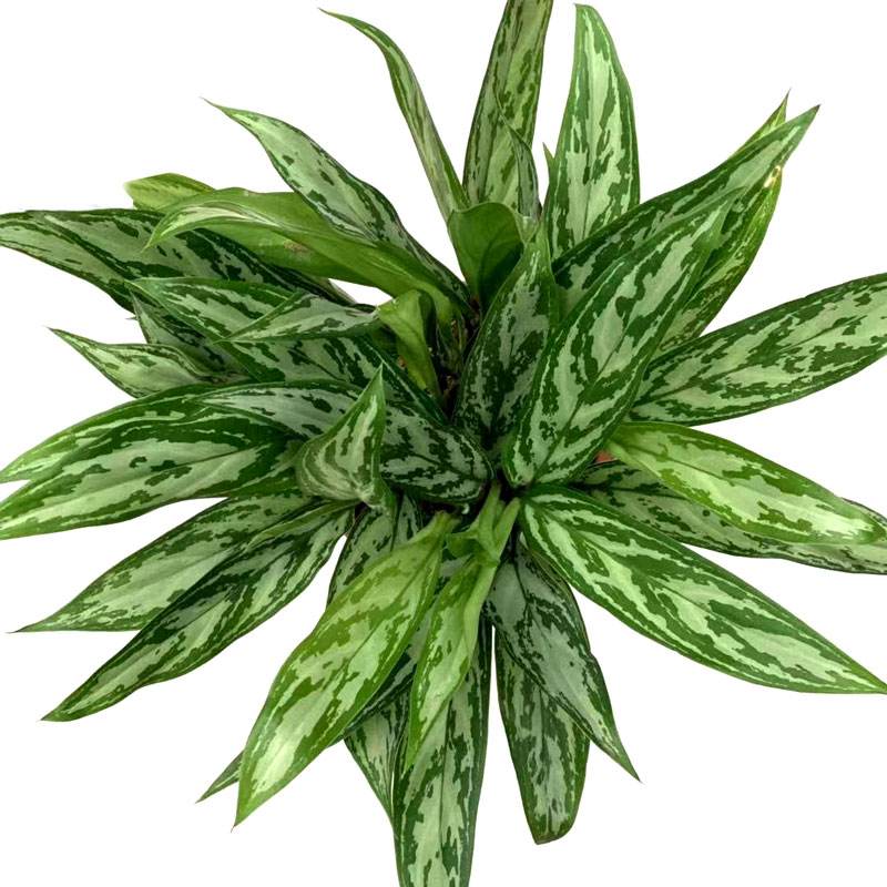 银皇后和万年青的区别是什么