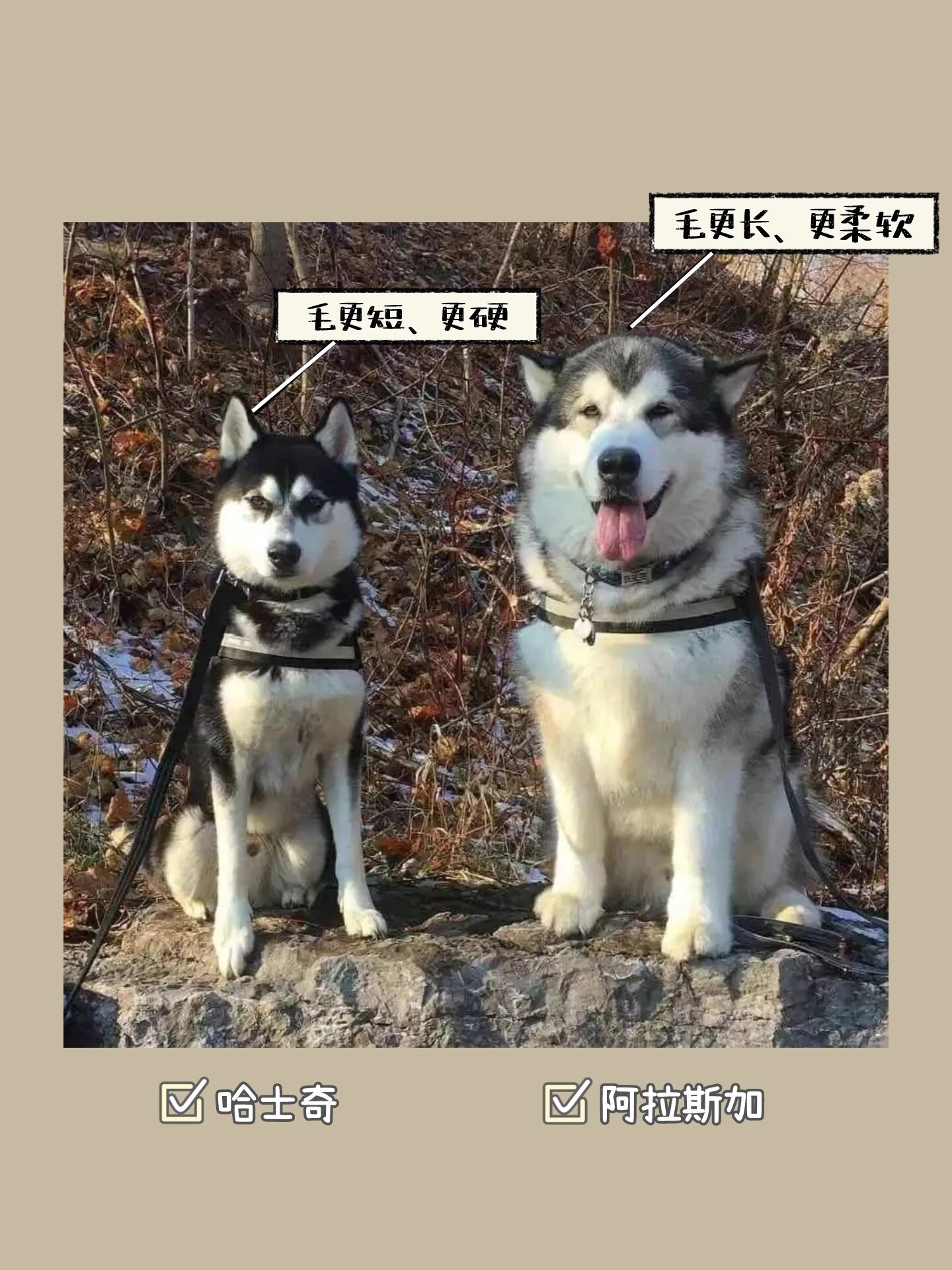 哈士奇和狼的区别是什么