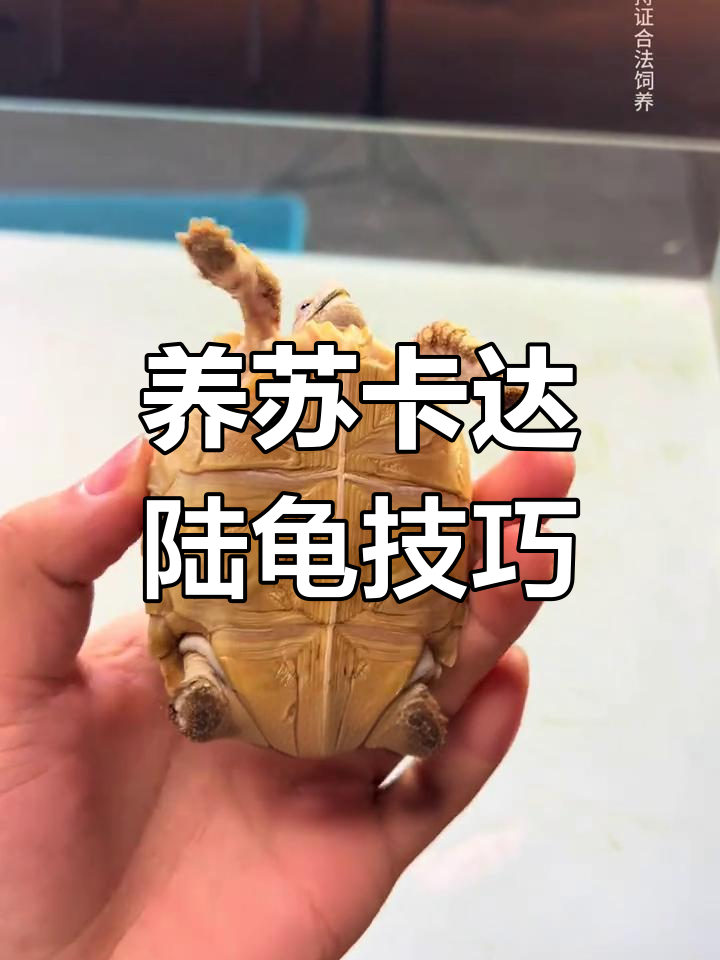 如何在国内买到苏卡达龟