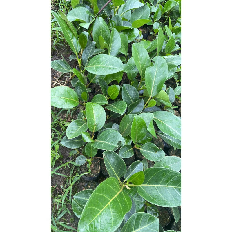 高山榕和小叶榕的区别