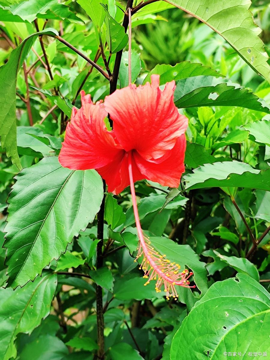 家里养扶桑花有没有忌讳