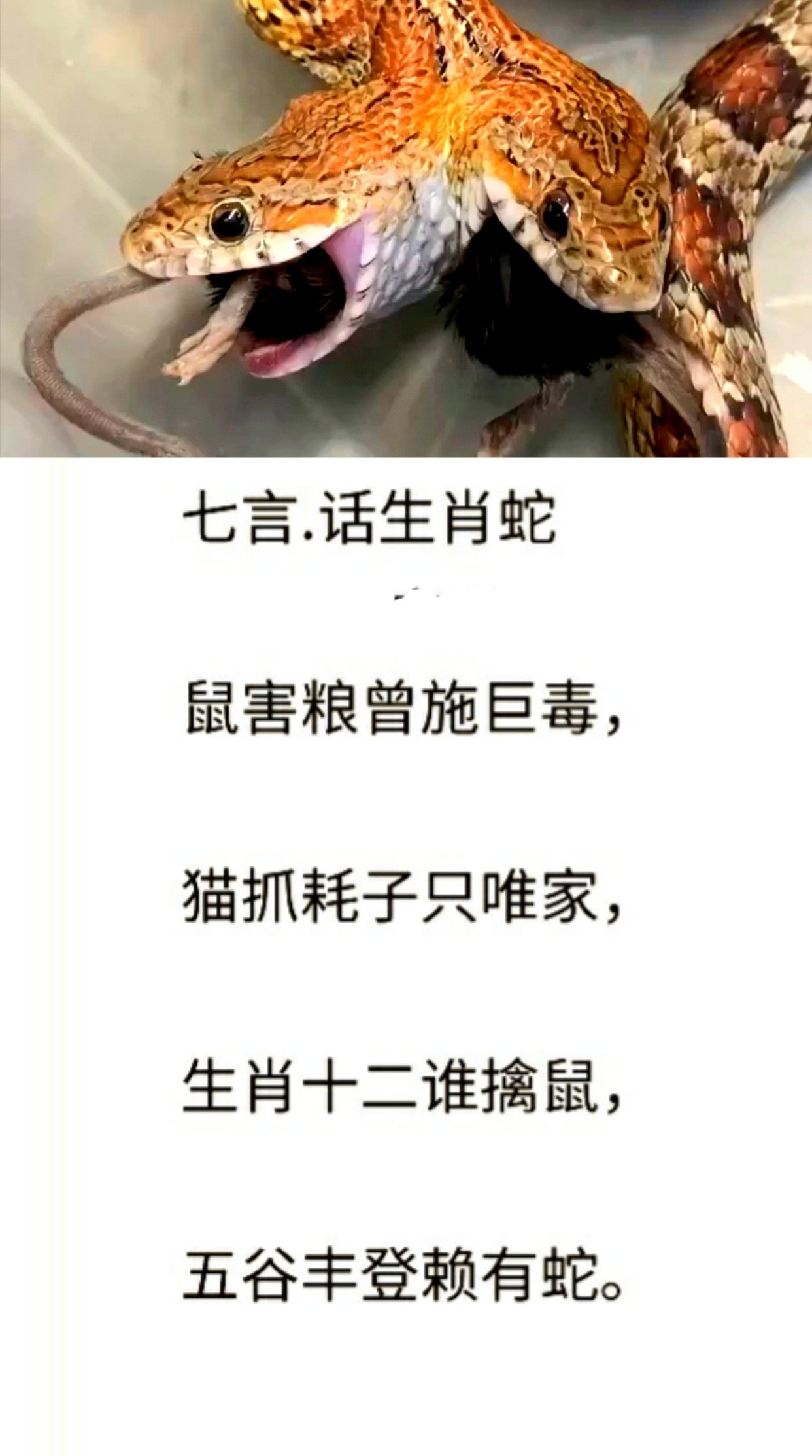 七零八落打一个什么生肖