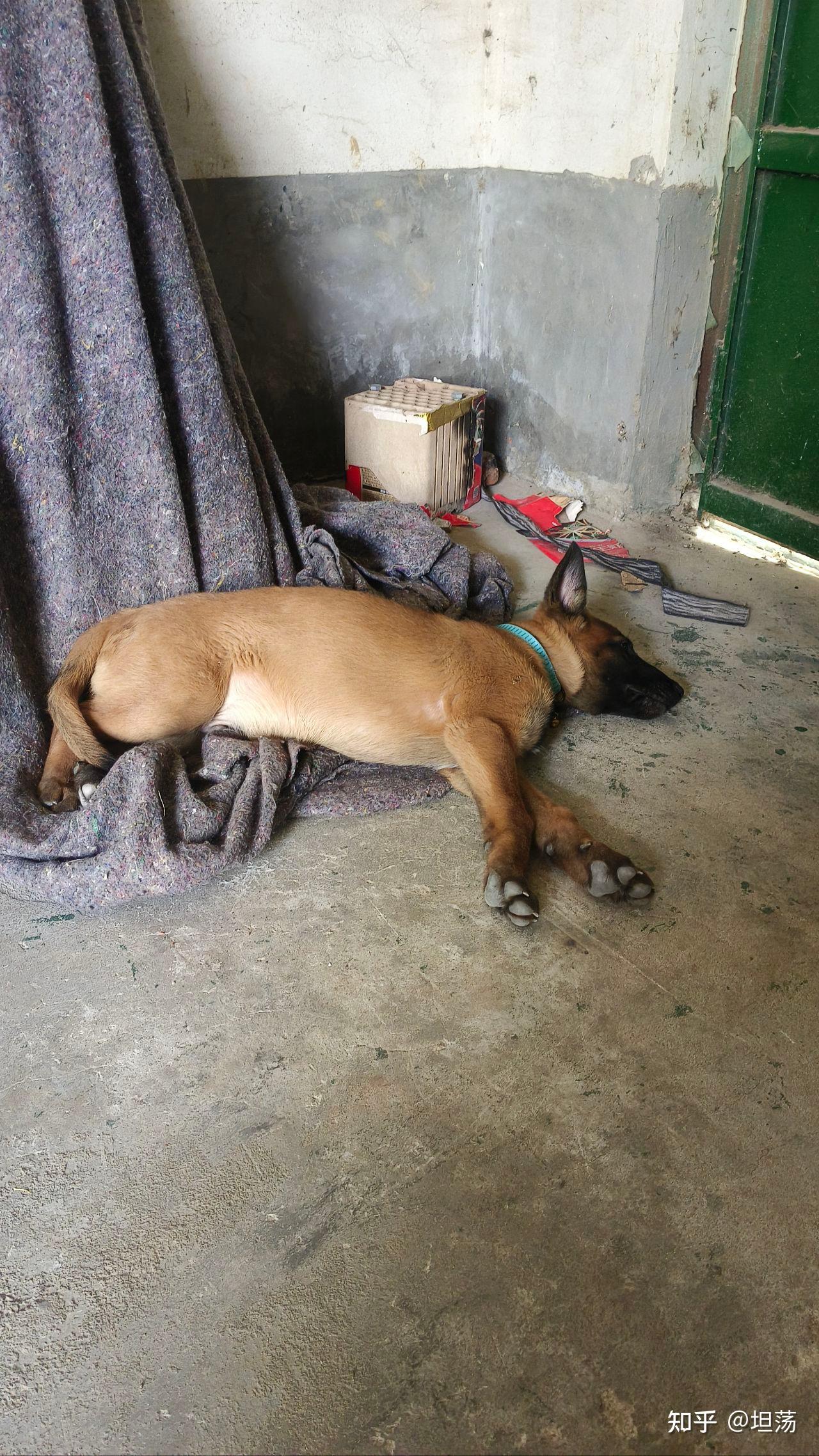 马犬几个月开始训练？初次饲养这些你需知道